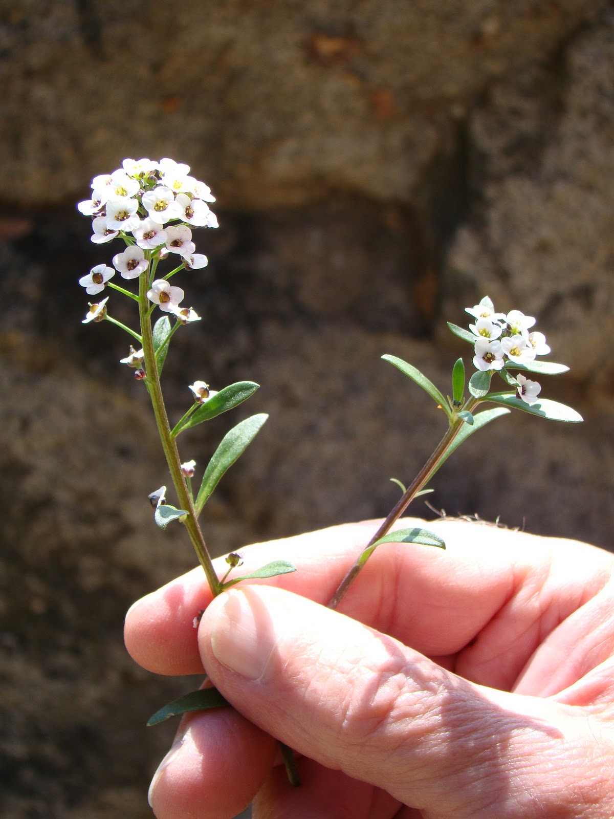 Alyssum maritimum